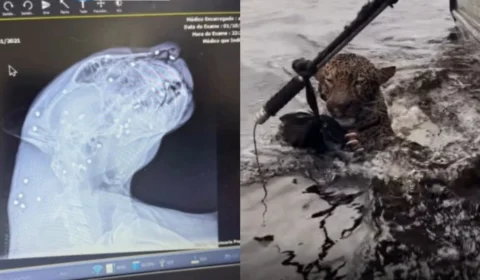 VÍDEO: Onça-pintada é resgatada no Rio Negro após nadar 8 horas; veterinários encontram 30 projéteis no corpo