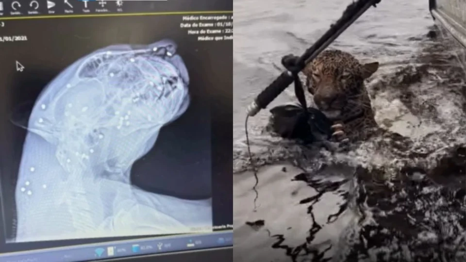 VÍDEO: Onça-pintada é resgatada no Rio Negro após nadar 8 horas; veterinários encontram 30 projéteis no corpo