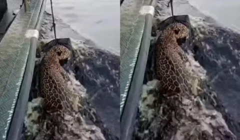 VÍDEO: Onça-pintada é resgatada após nadar no Rio Negro em Manaus