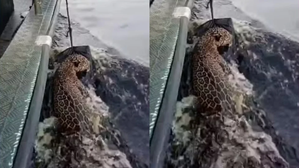 VÍDEO: Onça-pintada é resgatada após nadar no Rio Negro em Manaus
