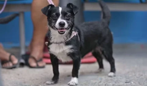 Ação oferece agendamento gratuito para castração e vacinação de pets em Manaus; veja como participar