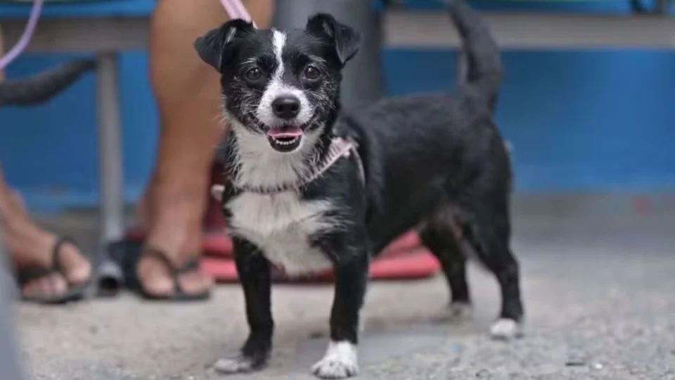 Ação oferece agendamento gratuito para castração e vacinação de pets em Manaus; veja como participar
