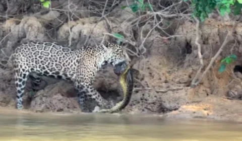VÍDEO: Onça-pintada é flagrada devorando sucuri