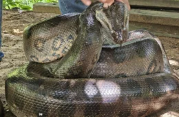 VÍDEO: Sucuri de quatro metros é resgatada no bairro Três Marias em Porto Velho