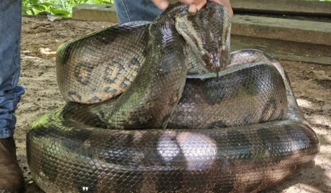 VÍDEO: Sucuri de quatro metros é resgatada no bairro Três Marias em Porto Velho