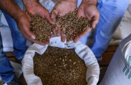 Produção de café no Acre quase dobra em um ano e consolida avanço da agricultura familiar