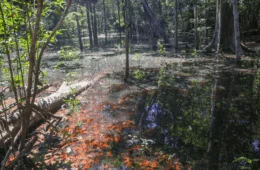 Pesquisadores encontram primeiras evidências de dinossauros na Amazônia