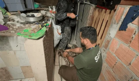 Casa investigada vira alvo de nova ação e mais de 20 animais são resgatados em Manaus