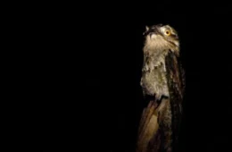 O enigma do urutau: conheça as histórias e superstições que cercam a mãe-da-lua