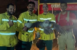 VÍDEO: Urutau é encontrado ferido e resgatado pelo Corpo de Bombeiros em Ji-Paraná (RO)