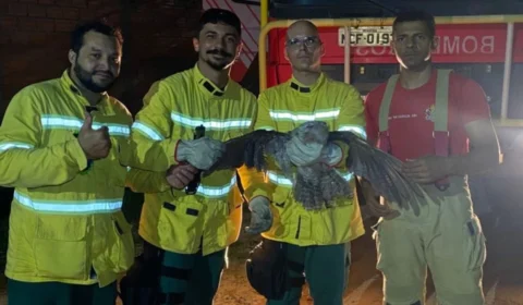 VÍDEO: Urutau é encontrado ferido e resgatado pelo Corpo de Bombeiros em Ji-Paraná (RO)