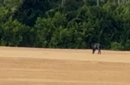 VÍDEO: Onça-preta rara é flagrada passeando em praia no Sul de Roraima