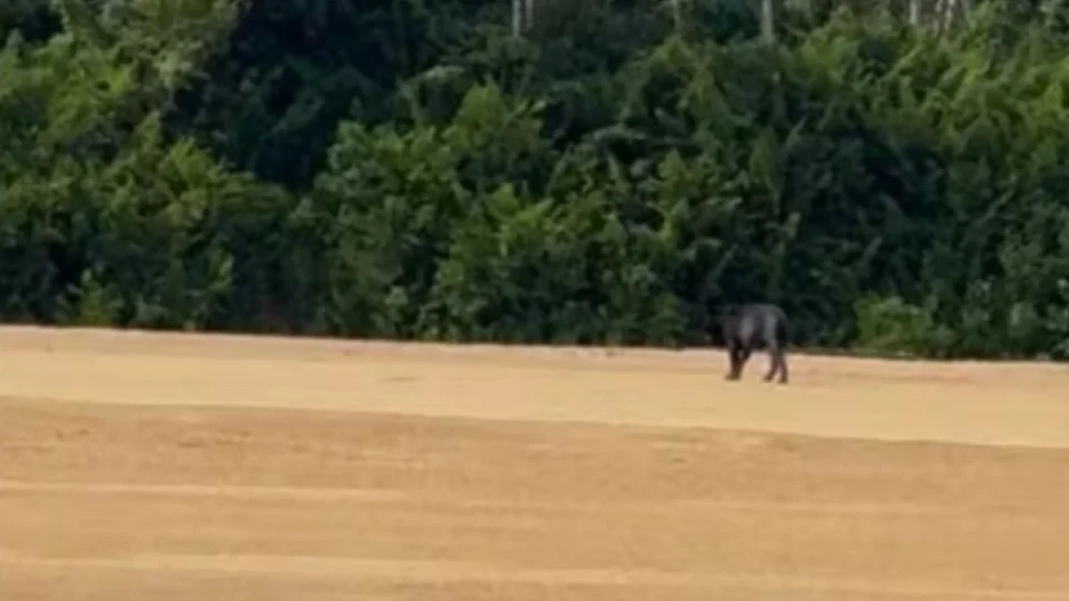 VÍDEO: Onça-preta rara é flagrada passeando em praia no Sul de Roraima
