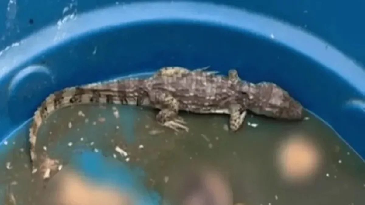 VÍDEO: 'Jacaré do tráfico' seria usado para devorar restos de rivais de ...