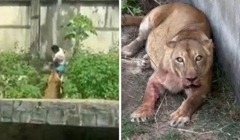 O que acontecerá com leoa que matou homem em zoológico? Parque anuncia decisão final