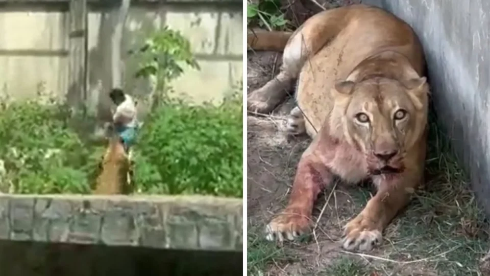 Vídeo mostra leoa ensaguentada após atacar homem em zoológico