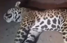 Onça-pintada morre após ser atropelada na BR-364, no interior do Acre; VÍDEO