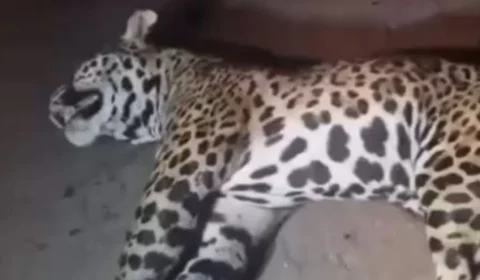 Onça-pintada morre após ser atropelada na BR-364, no interior do Acre; VÍDEO