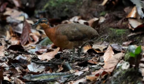 Nova espécie de ave é identificada no Acre e reforça importância da Serra do Divisor