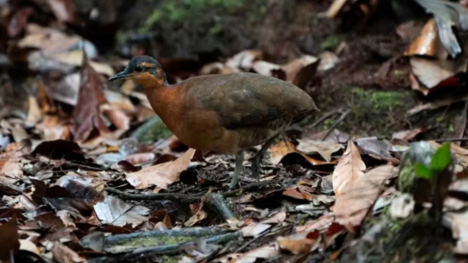 Nova espécie de ave é identificada no Acre e reforça importância da Serra do Divisor