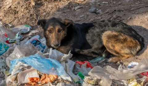 Ministério Público cria Núcleo para reforçar proteção e defesa dos animais no Acre
