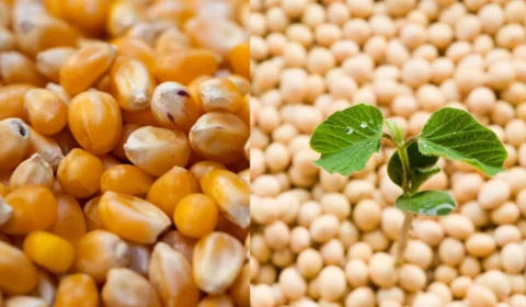 Acre registra forte avanço na produção de grãos em 2025, com soja e milho em alta