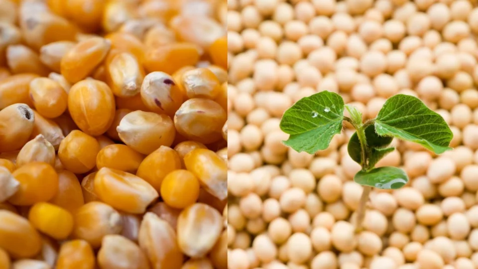 Acre registra forte avanço na produção de grãos em 2025, com soja e milho em alta