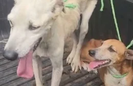 VÍDEO: Sema resgata cães vítimas de maus-tratos após denúncias na zona Norte de Porto Velho