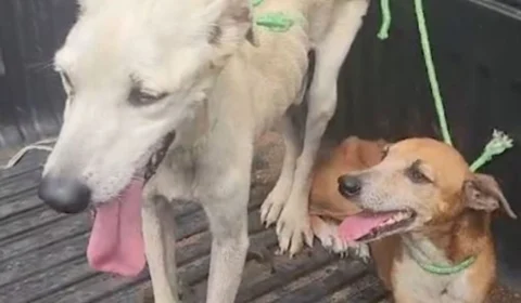 VÍDEO: Sema resgata cães vítimas de maus-tratos após denúncias na zona Norte de Porto Velho