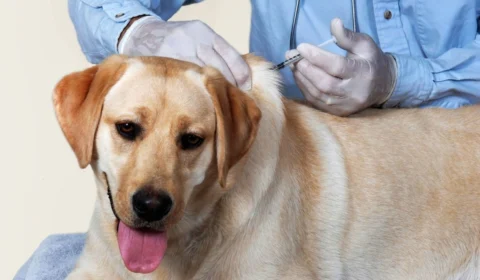 Prefeitura de Rio Branco intensifica vacinação antirrábica de cães e gatos até 19 de dezembro