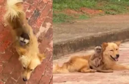Vídeo registra macaco nas costas de cachorro passeando em rua no interior do Acre