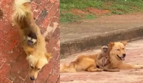 Vídeo registra macaco nas costas de cachorro passeando em rua no interior do Acre