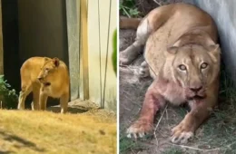 Leoa retorna ao recinto dias após matar jovem que pulou grade do zoológico
