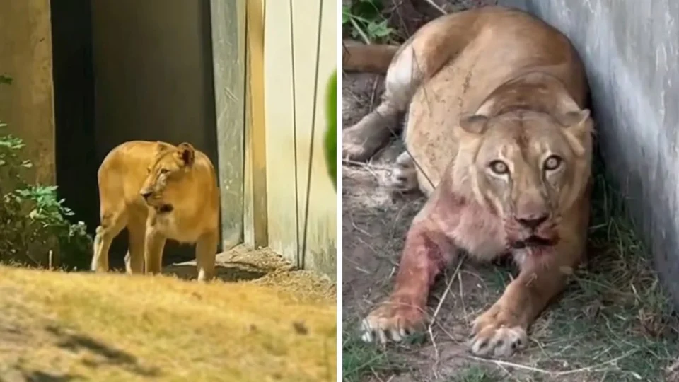Leoa retorna ao recinto dias após matar jovem que pulou grade do zoológico