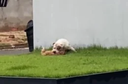VÍDEO: Shih-tzu morre após ataque de pitbull e caso gera revolta em bairro de Cacoal