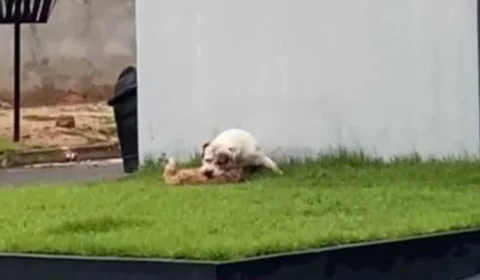 VÍDEO: Shih-tzu morre após ataque de pitbull e caso gera revolta em bairro de Cacoal