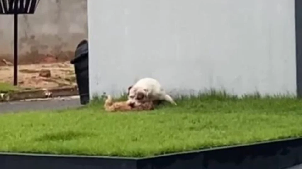 VÍDEO: Shih-tzu morre após ataque de pitbull e caso gera revolta em bairro de Cacoal