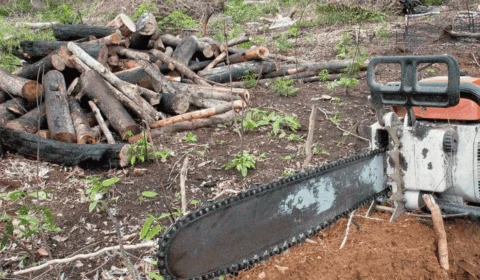 Desmatamento recua na Amazônia e no Cerrado, mas segue concentrado em estados-chave