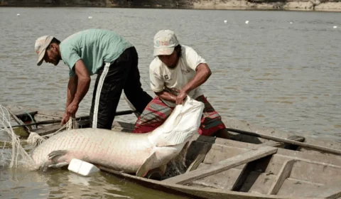 DNA de peixes amazônicos revela novas estratégias para combater pesca ilegal e proteger espécies