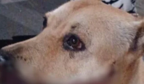 VÍDEO: Cadela tem boca mutilada após explosão de catolé durante Réveillon em Manaus