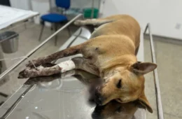 Cadela ferida durante Réveillon em Manaus segue internada e passará por cirurgia