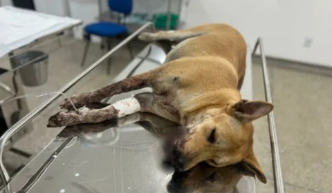 Cadela ferida durante Réveillon em Manaus segue internada e passará por cirurgia