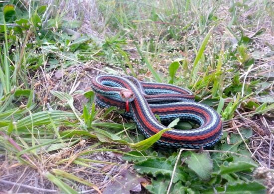 Cobras mais belas encontradas em aeroporto nos EUA - Foto: Reprodução