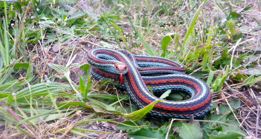 Cobras mais belas encontradas em aeroporto nos EUA - Foto: Reprodução