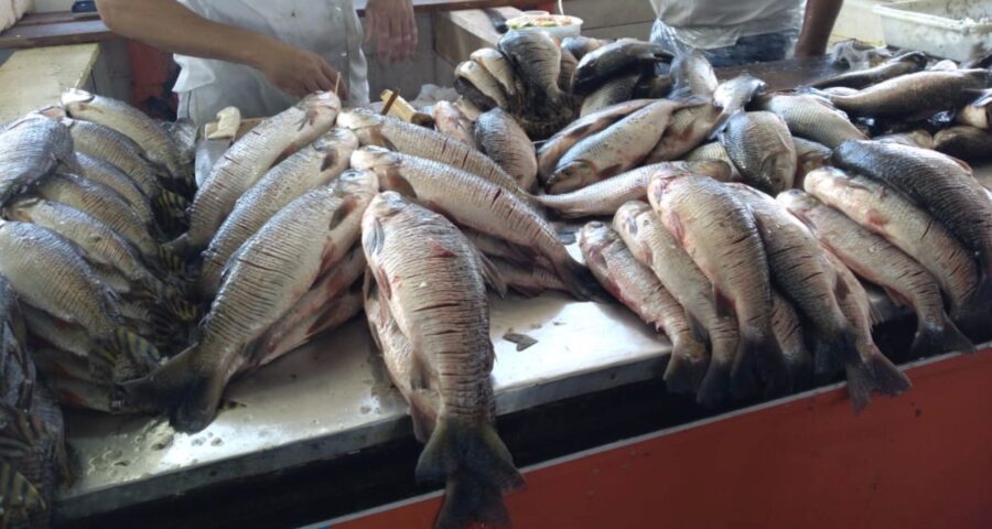 Acordos de pesca regulam o uso desses recursos naturais - Foto: Ana Kelly Franco/Portal Norte