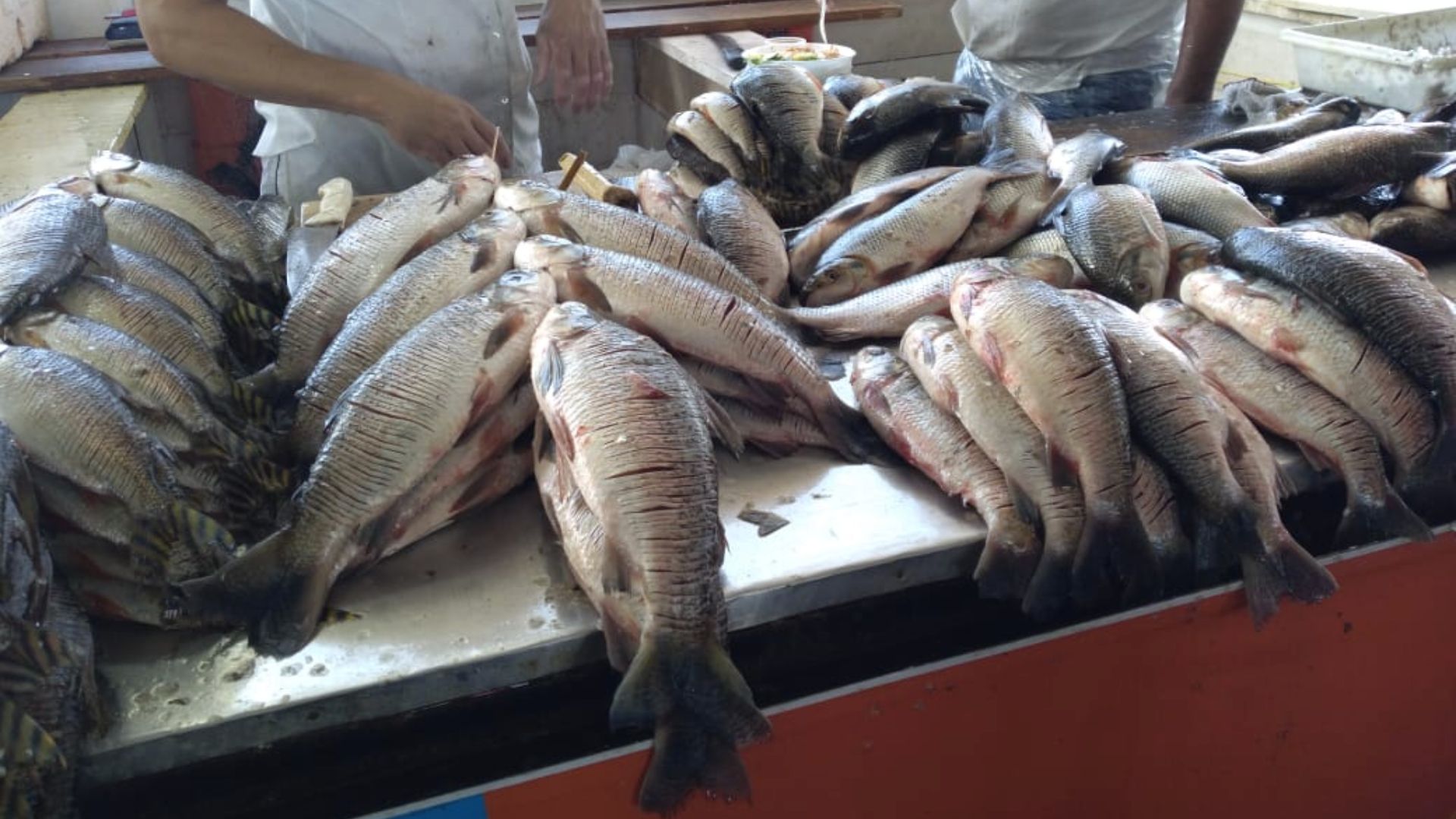 Acordo de pesca do Rio Mutuca é ampliado e beneficiará indígenas no AM
