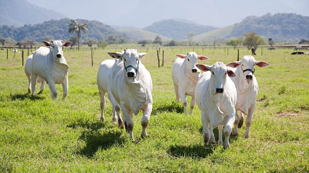 Caso de Vaca Louca também foi confirmado pelo Ministério da Agricultura - Foto: Reprodução/Canvas