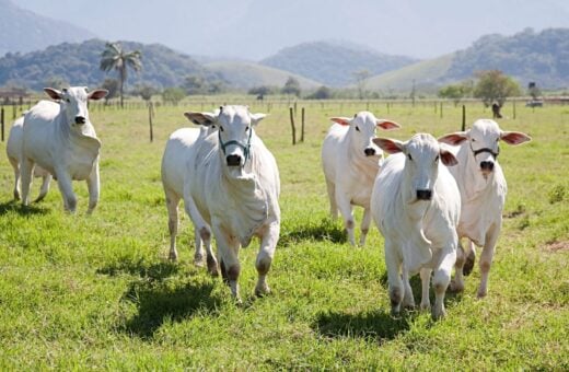 Caso de Vaca Louca também foi confirmado pelo Ministério da Agricultura - Foto: Reprodução/Canvas