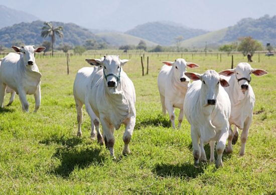 Caso de Vaca Louca também foi confirmado pelo Ministério da Agricultura - Foto: Reprodução/Canvas