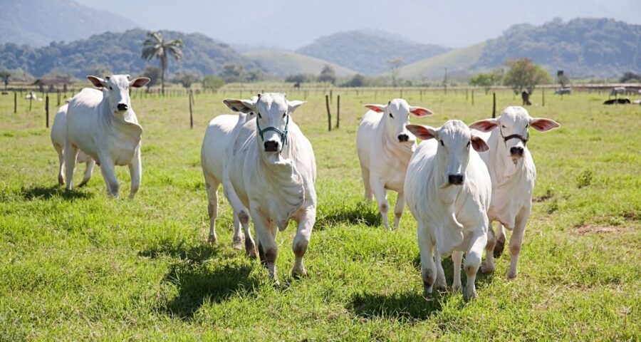 Caso de Vaca Louca também foi confirmado pelo Ministério da Agricultura - Foto: Reprodução/Canvas